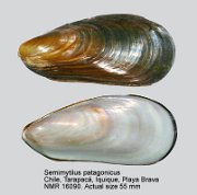 Semimytilus patagonicus